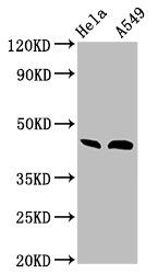 Bone morphogenetic protein 2 antibody