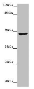 Bone morphogenetic protein 2 antibody