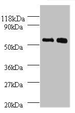 Bone morphogenetic protein 3 antibody