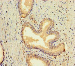 BMP4 Antibody