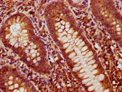 BMP4 Antibody