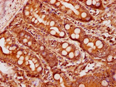 BMP4 Antibody