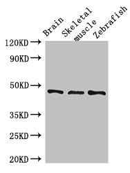 Bone morphogenetic protein 4 antibody