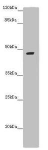 Bone morphogenetic protein 4 antibody