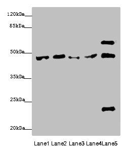 Bone morphogenetic protein 4 antibody