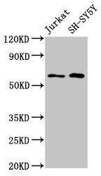 BORA Antibody