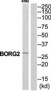 BORG2 Antibody