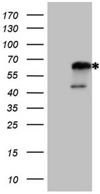 BOULE Antibody
