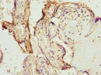 BPGM Antibody