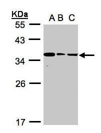 BPGM antibody