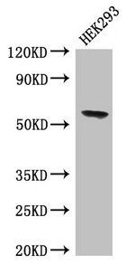 BPI antibody