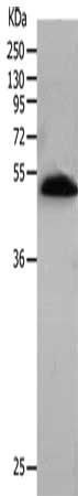 BPIFB2 Antibody