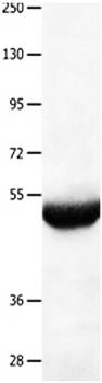 BPIFB3 Antibody