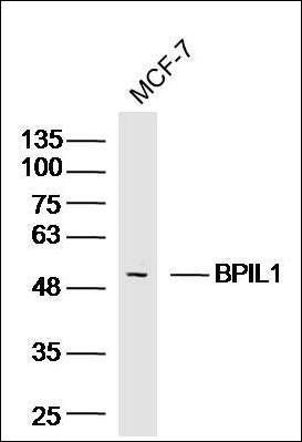 BPIL1 antibody