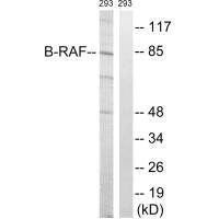 BRAF (Ab-446) antibody