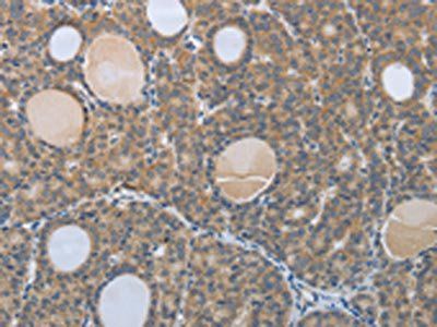 BRAF Antibody