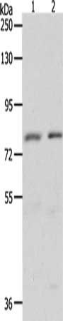 BRAF antibody