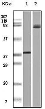 BRAF Antibody