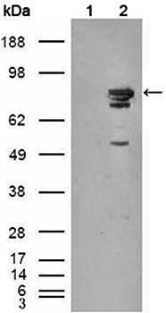 BRAF Antibody