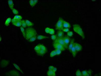 BRAP Antibody