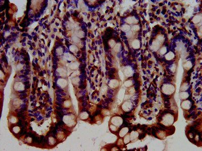 BRAP Antibody