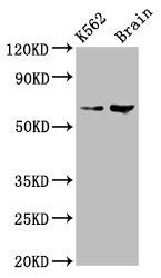 BRAP Antibody