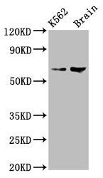 BRAP antibody