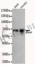 BRAP antibody
