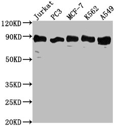 BRAT1 Antibody