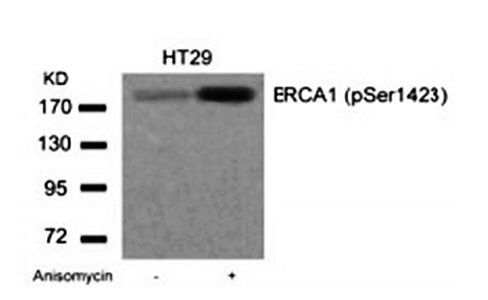 BRCA1 (Phospho-Ser1423) Antibody