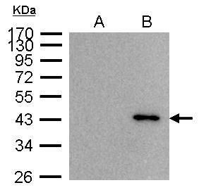 BRISC and BRCA1 A complex member 2 Antibody