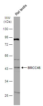 BRCC45 antibody