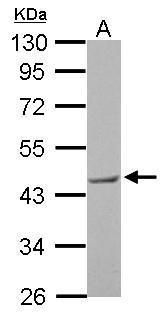 BRISC and BRCA1 A complex member 2 Antibody