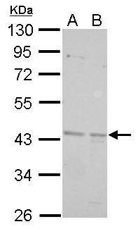 BRISC and BRCA1 A complex member 2 Antibody