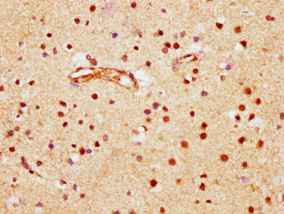 BRD1 Antibody
