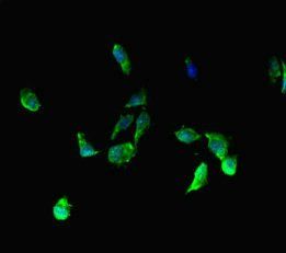 BRD3 antibody