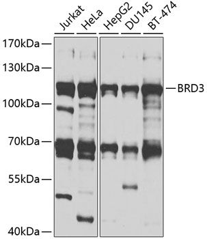 BRD3 antibody