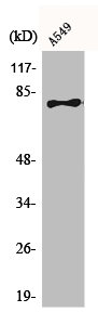 BRD3 antibody