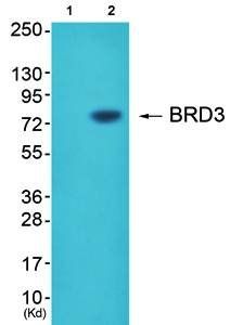 BRD3 Antibody