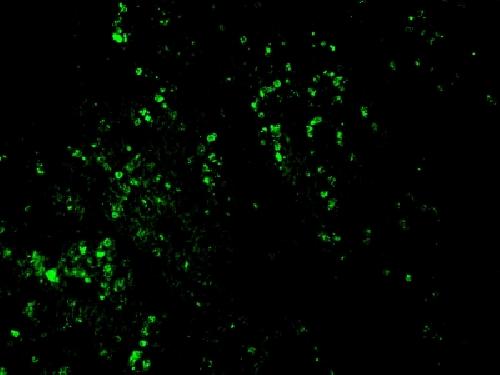 Bromodeoxyuridine (BrdU) (Proliferation Marker) Antibody