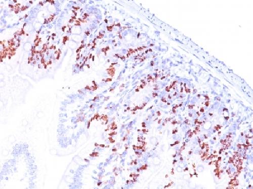 Bromodeoxyuridine (BrdU) Antibody