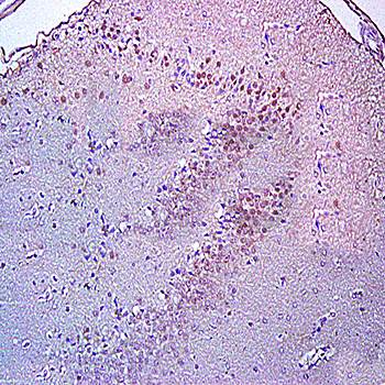 BrdU (Proliferation Marker) Rabbit Polyclonal Antibody