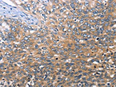 BRE Antibody
