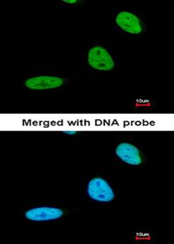 BRE antibody