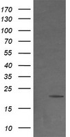 Breast cancer suppressor candidate 1 Antibody