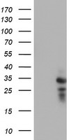 Breast cancer suppressor candidate 1 Antibody