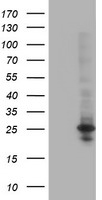 Breast cancer suppressor candidate 1 Antibody