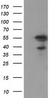 Breast cancer suppressor candidate 1 Antibody
