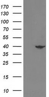 Breast cancer suppressor candidate 1 Antibody
