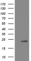 Breast cancer suppressor candidate 1 Antibody